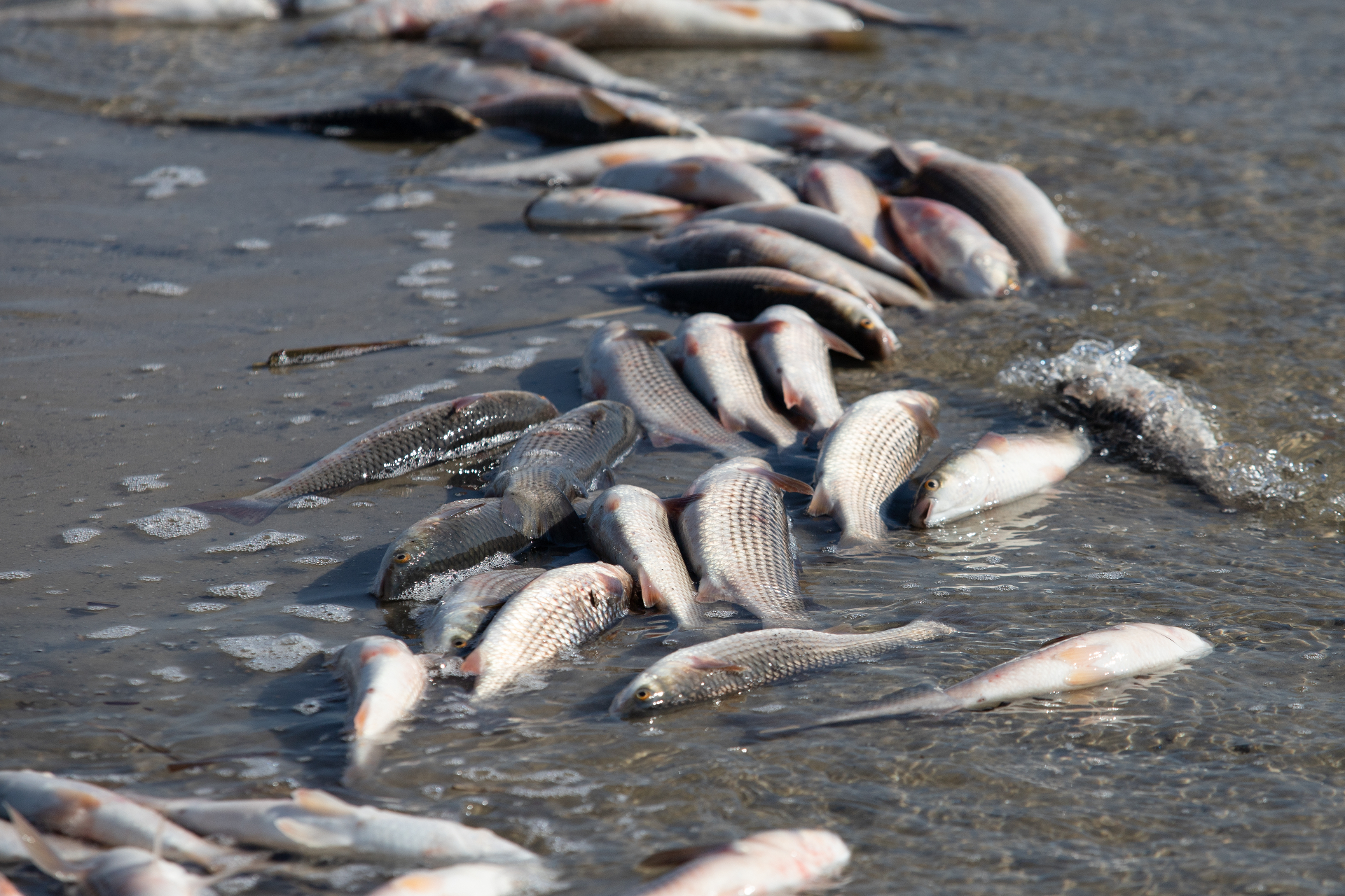 Dead fish on the shore. Shutterstock