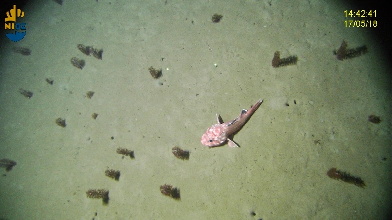 A hotspot of biodiversity as shown by a high abundance of filter feeders (soft corals) and fish