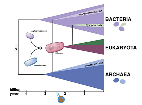 Figure: Illustration of the tree of life with eukaryotes originating through a symbiosis between archaea and bacteria.  