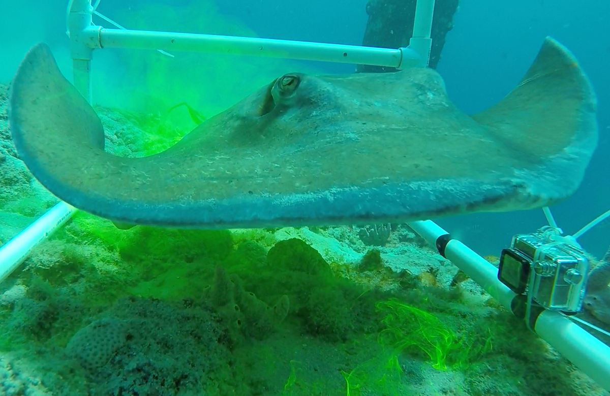 Stingray visits experimental set-up Curacao