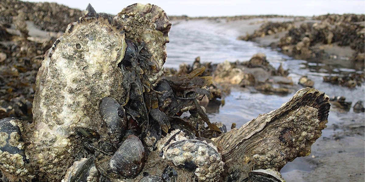 Native mussels and invasive oysters, the hosts for the parasites studied in this project