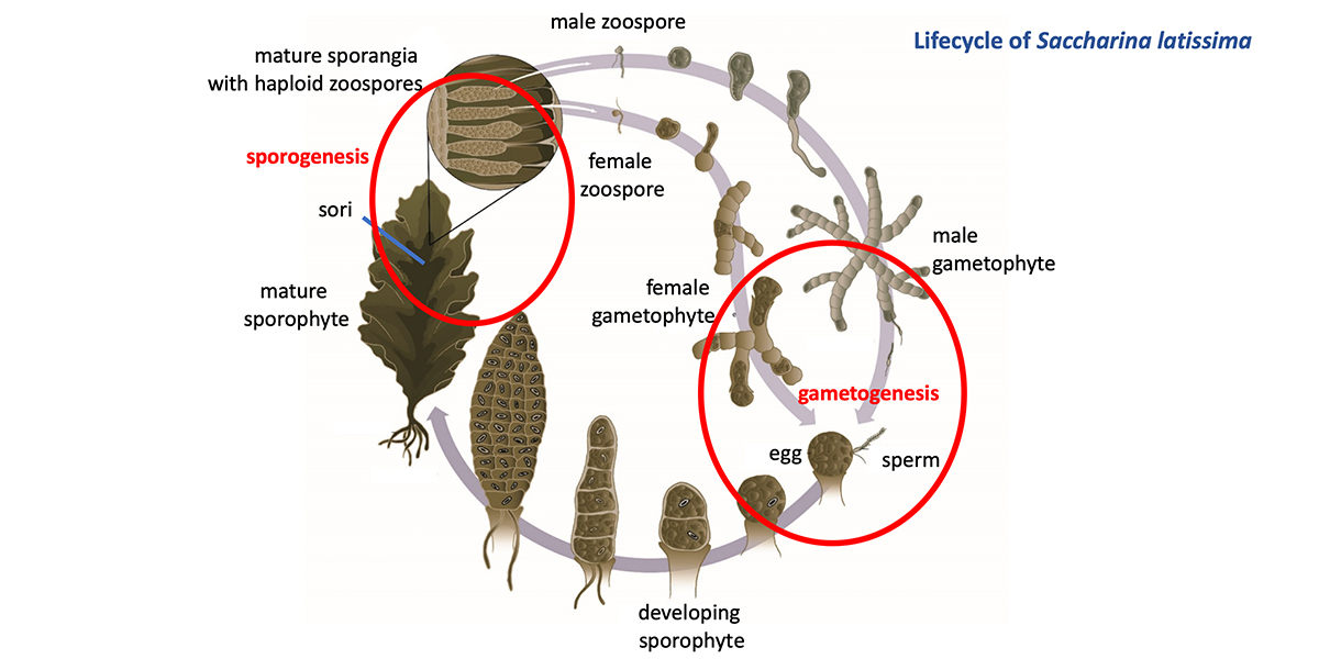 There is still a lot to learn about the seaweed life cycle. Figure: There is still a lot to learn about the seaweed life cycle. Figure: