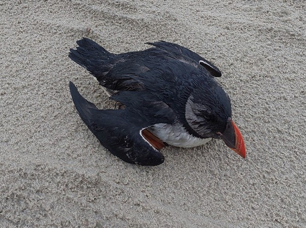 Puffin on the Vliehors, 6 February 2022. Photo: Carl Zuhorn (SBB)