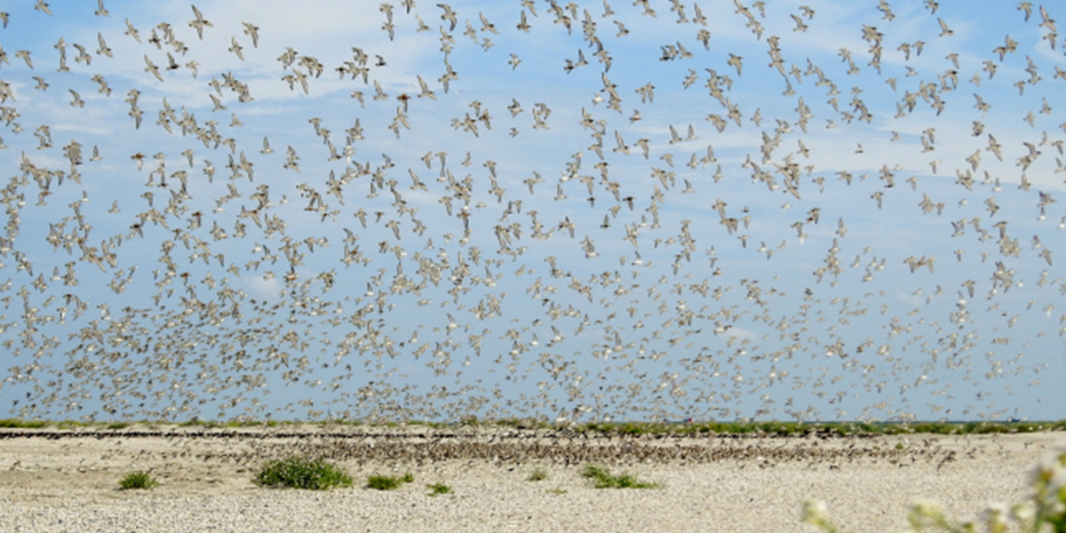 The Island of Griend located in the Western Dutch Wadden Sea. Photo: Emma Penning