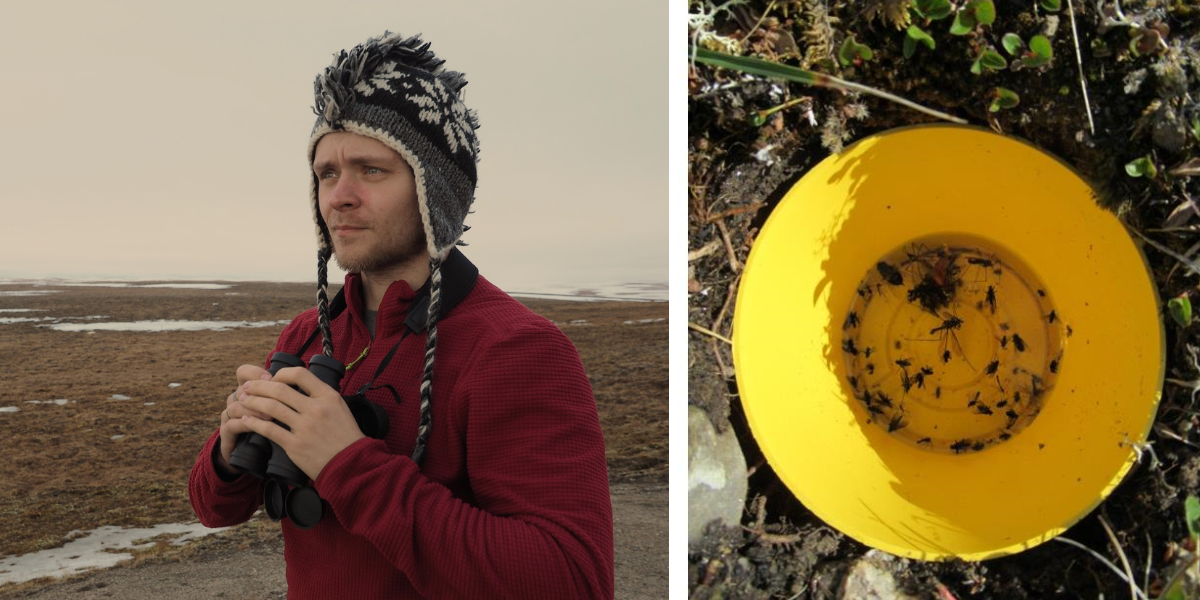 Left: Misha Zhemchuzhnikov during the fieldwork in Arctic. Credits: T.K. Lameris. Right:  Pitfall trap method for arthropod monitoring. Credits: J.A. van Gils.