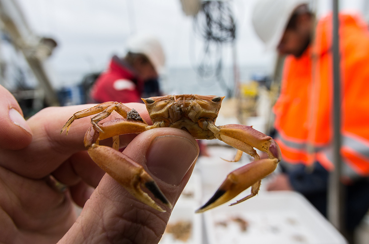 Goneplax rhomboides, een krabsoort die pas sinds 10-20 jaar voorkomt in de Noordzee. Foto: Lodewijk van Walraven.