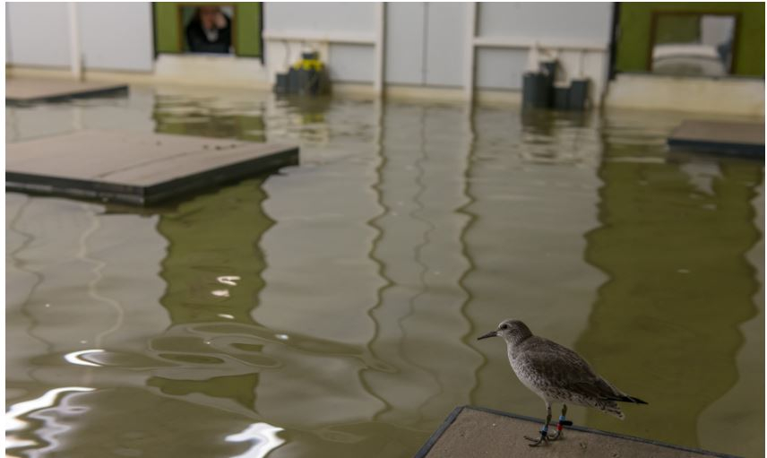 Biologists Eva Kok and colleagues of University of Alberta investigated how the same of type of life experience affected the behaviour and physiology of red knots, like the one pictured here. (Photo: Jan J. Wijmenga)