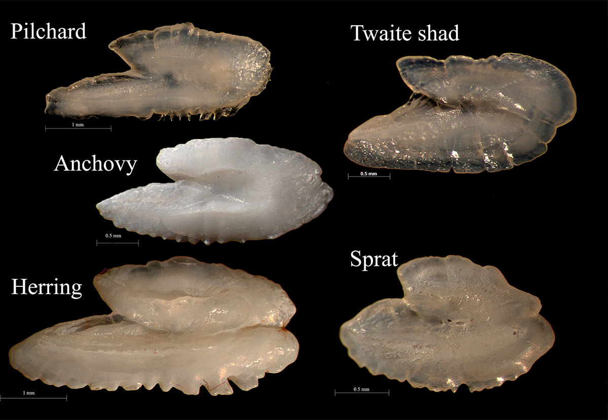 The otoliths of Herrings and Anchovy compared. The 'gun shape' is typical for all species.  Photo: Estefania Velilla 
