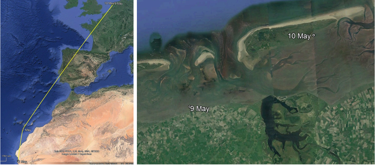 Left: The flight of red knot R’gueiba from Mauritania to the Dutch Wadden Sea. Right: Red knot R’gueiba in the Dutch Wadden Sea - Schiermonnikoog.   