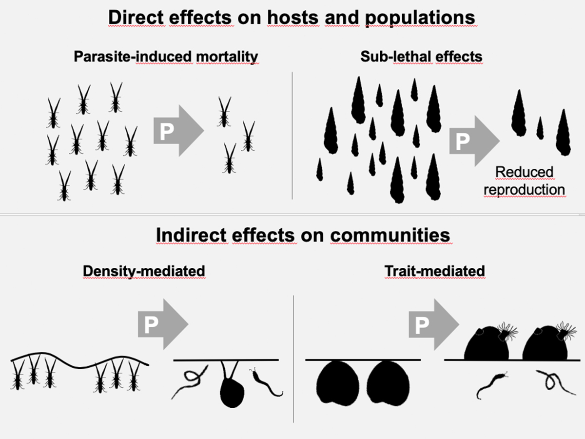 Figure: David Thieltges