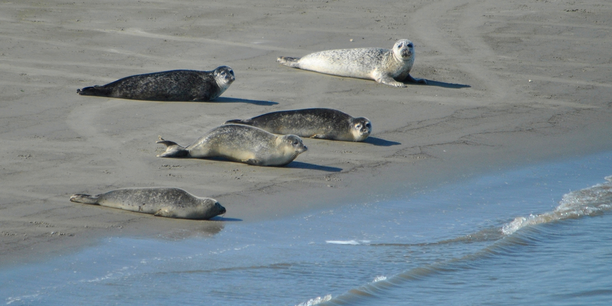 Couple of seals at the beach. Photo: Pieter Beens