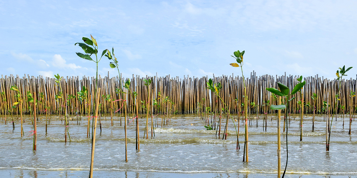 Mangrove restoration. 