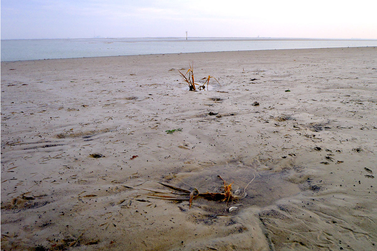 The probability of seedling establishment on tidal flats is determined by the fluctuations of the bed-level the plant is rooting in. Photo: Jim van Belzen