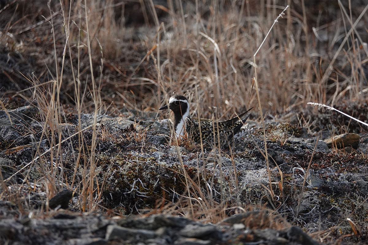 American Golden plover on its nest. Photo: Clazina Kwakernaak