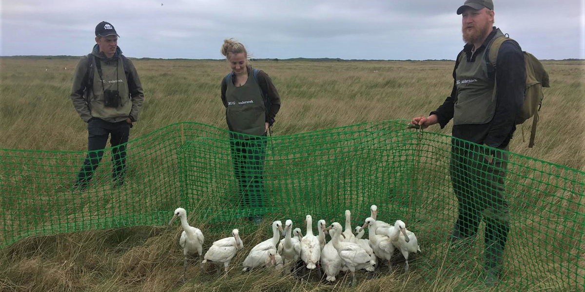 Three volunteers that helped with catching the chicks of which some received a GPS-GSM tracker. 