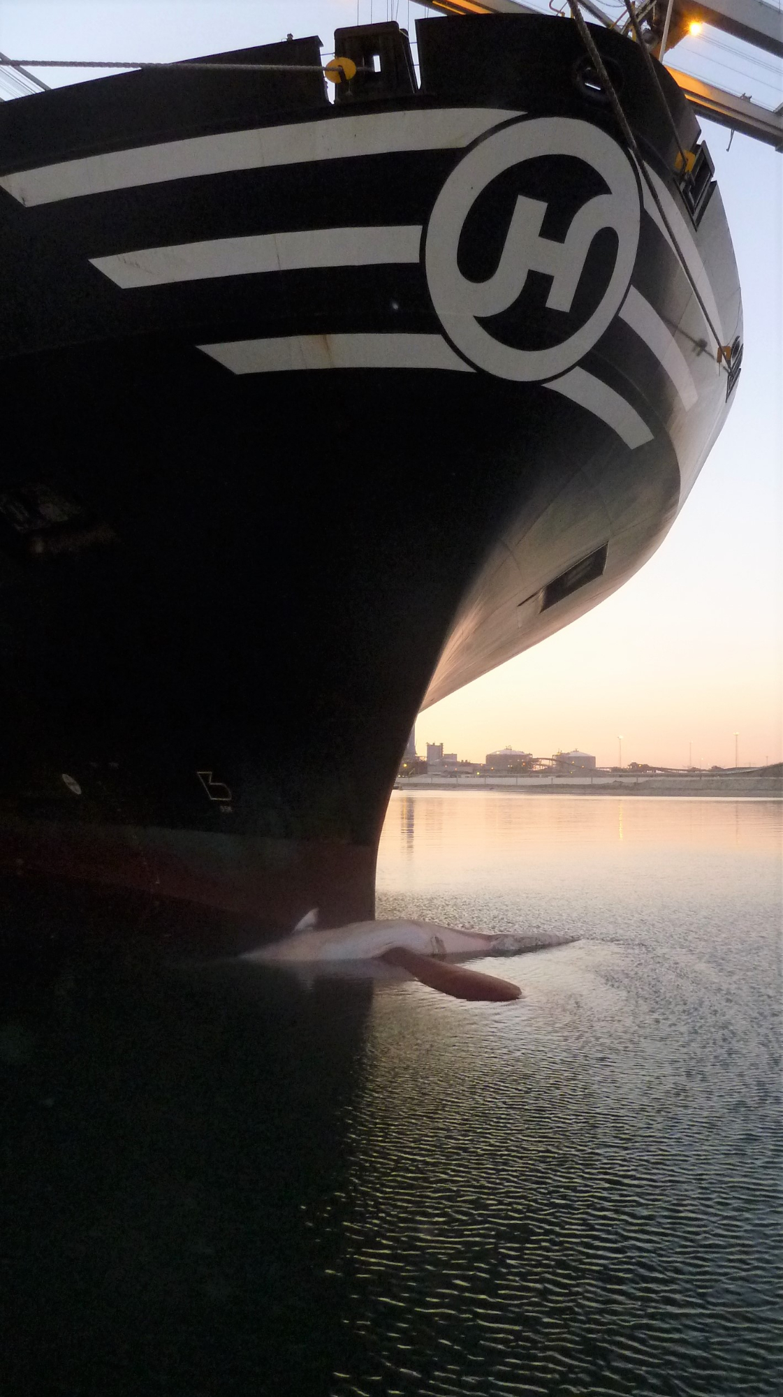 A ship bow caught a juvenile female fin whale that came into the port of Rotterdam in 2013. She was sampled as part of this study. Photo: Jaap Steenbergen