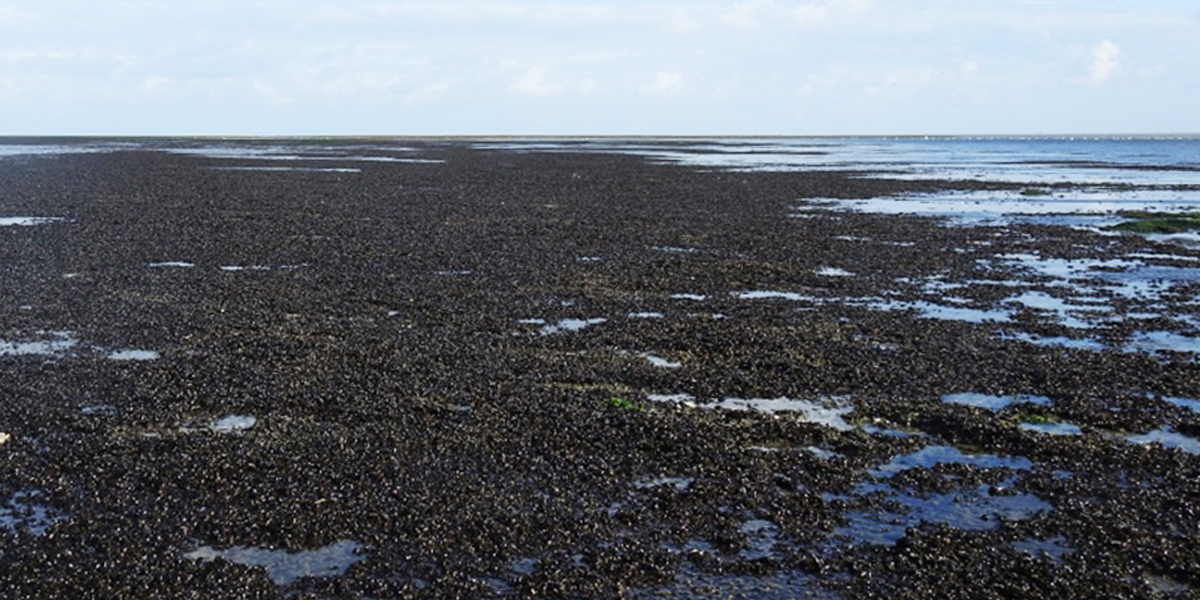 A mussel bed.