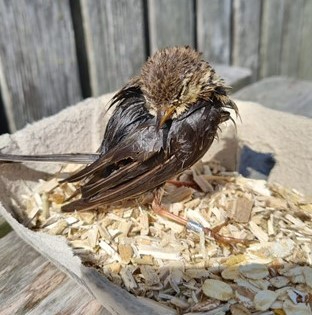 De gevonden graspieper (Foto: Evy Gobbens) 