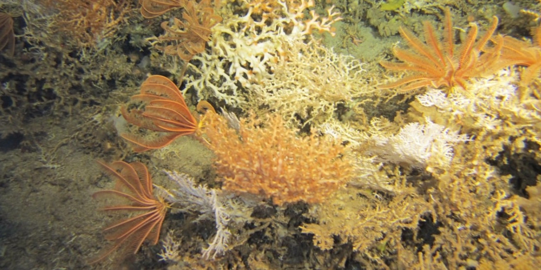 Detail of a cold water coral reef community: Corals and crinoids. Photo taken by ROV 'Genesis' during this expedition.