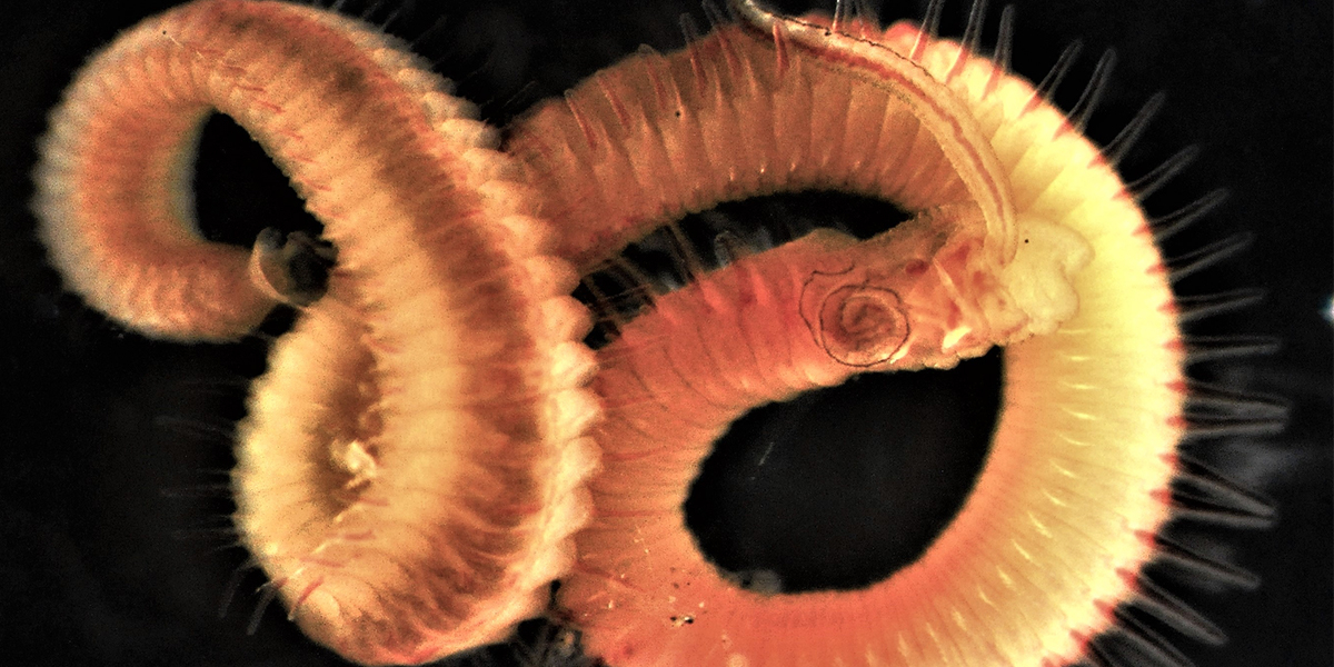 Polydora websteri. Photo: Dagmar Lackschewitz