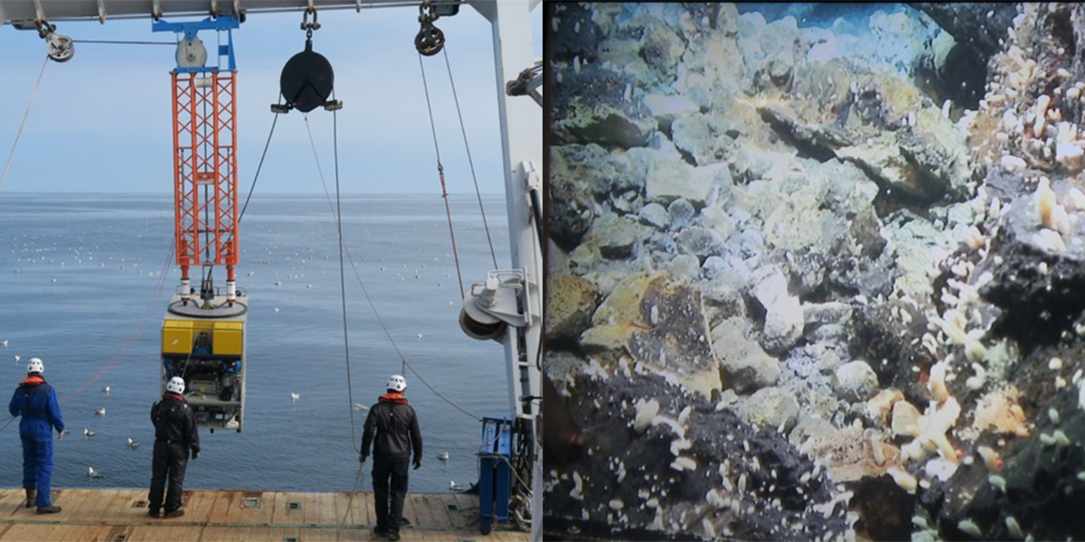 Left: the ROV is going down for its first dive; Right: an example of the fauna found in the Kolbeinsey vent field 