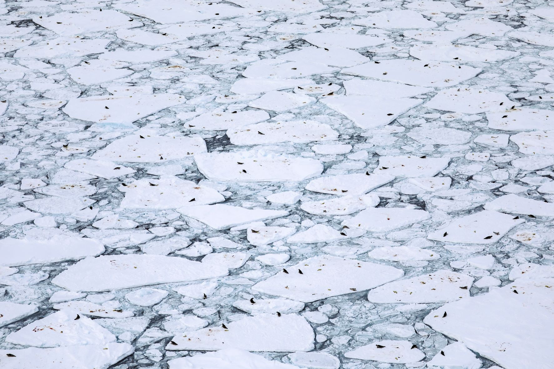 Harp seals hauled out on the sea-ice, photographed from an airplane. © Michael Poltermann 