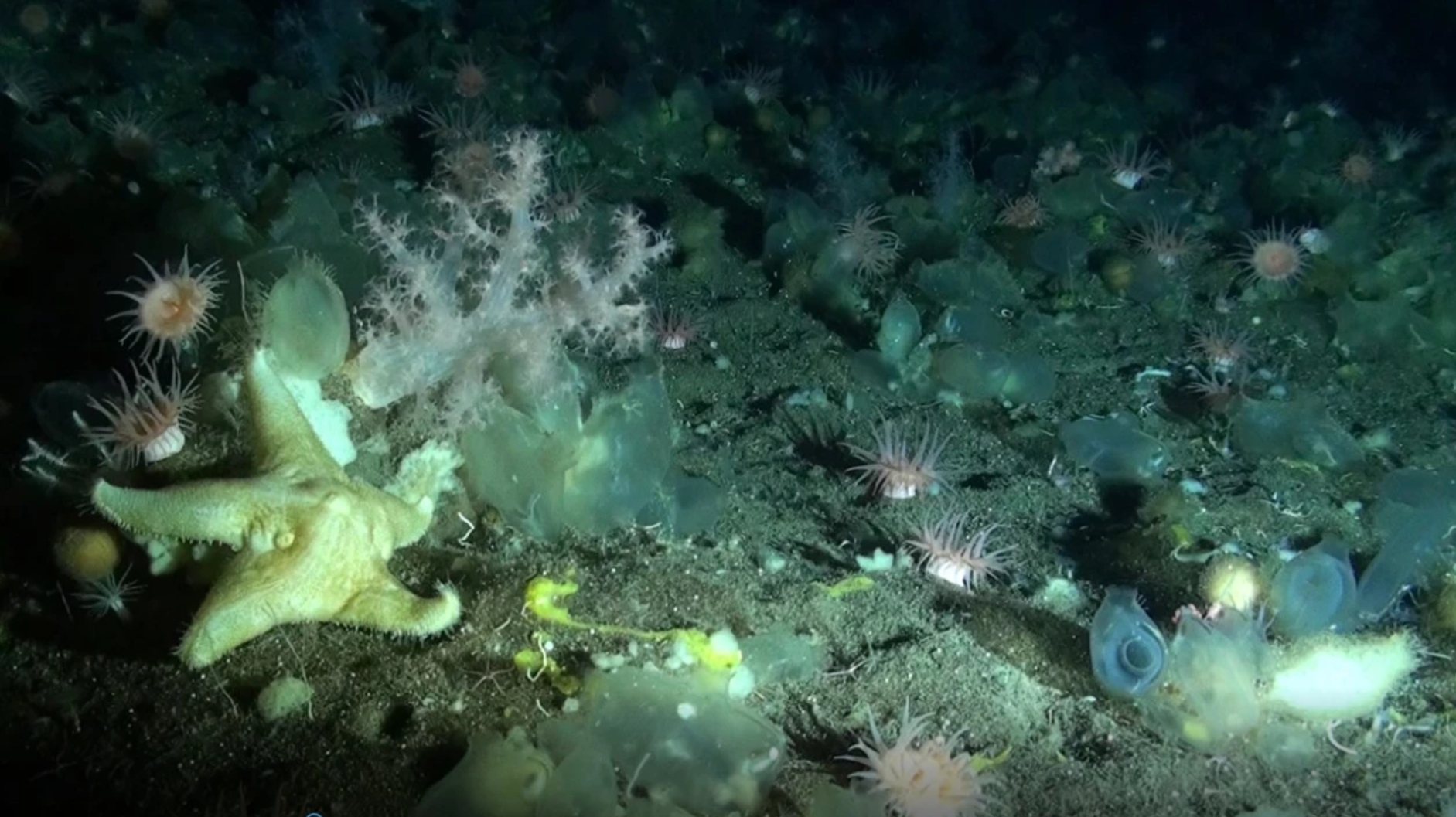 Deep sea sponge ground at the Schulz Bank at 600 m water depth, Mid Atlantic Ridge. Photo: NIOZ.