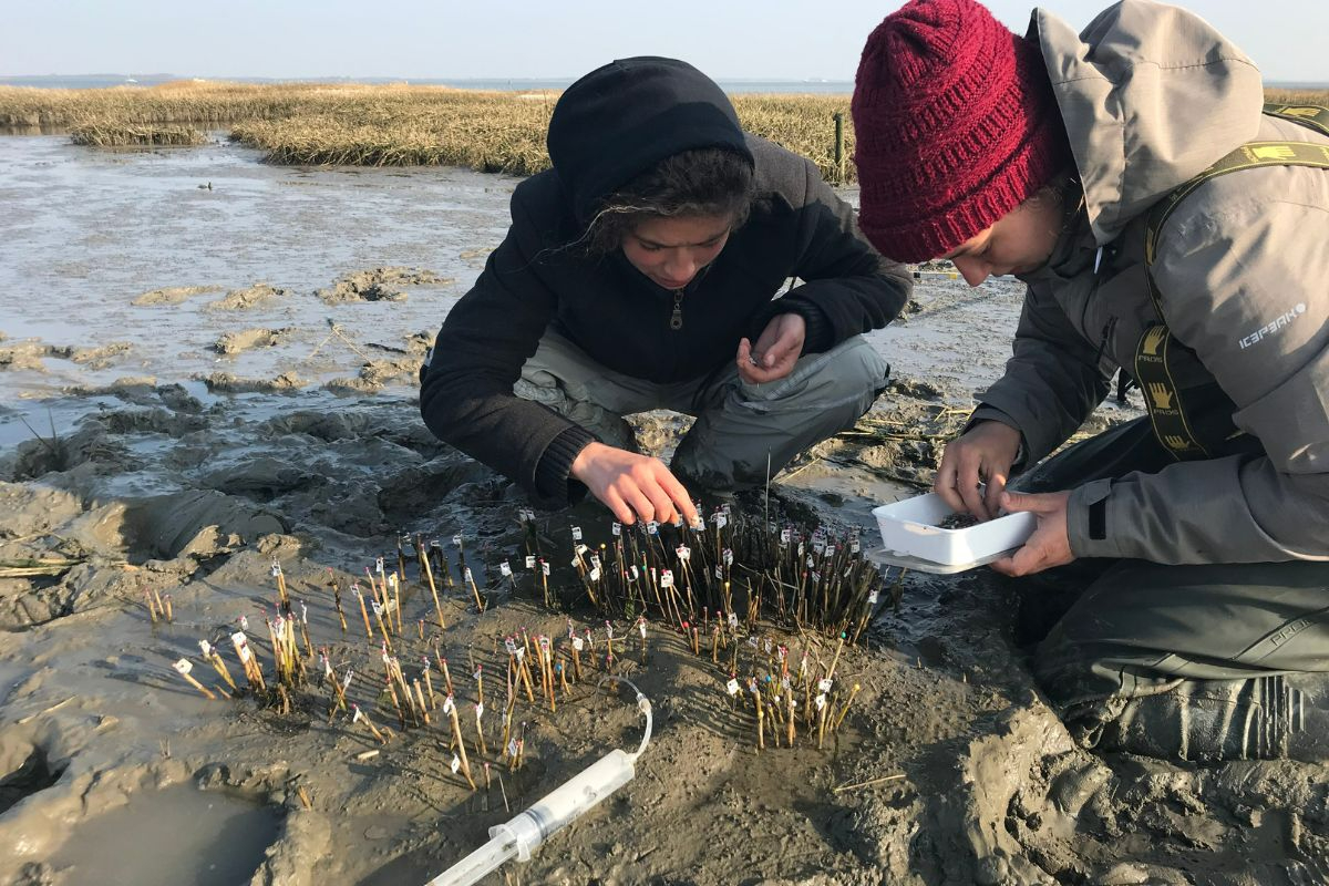 Little Christmas trees: colored pins mark shoot positions of a cordgrass plant to map their spatial coordinates. Photo: Valérie Reijers 