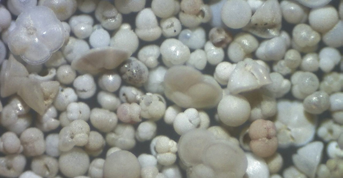 A close up (60x magnification) of sea-floor sediments offshore northwest Africa