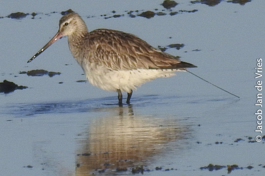 Bar-tailed godwit "barg_54" spotted in the Wadden Sea near Terschelling.