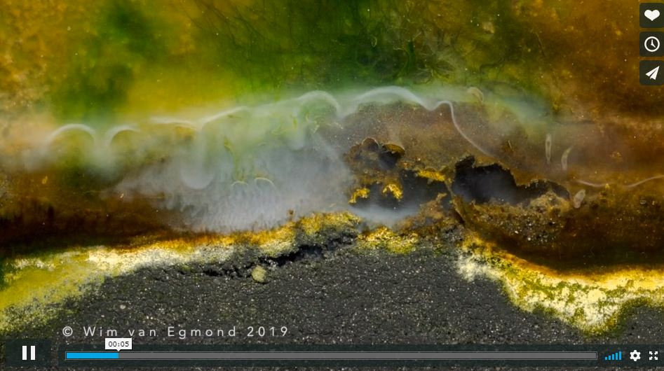 BIOFILM preview - SEA Art Tour Texel 2019