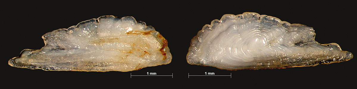 Inside (left and outside (right) view of Mackerel otoliths. Photo: Estefania Velilla