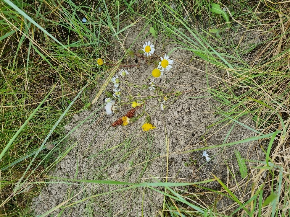 Het grafje van de tureluur (Foto: Evy Gobbens) 