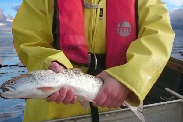 Sea Trout caught in the NIOZ fyke.