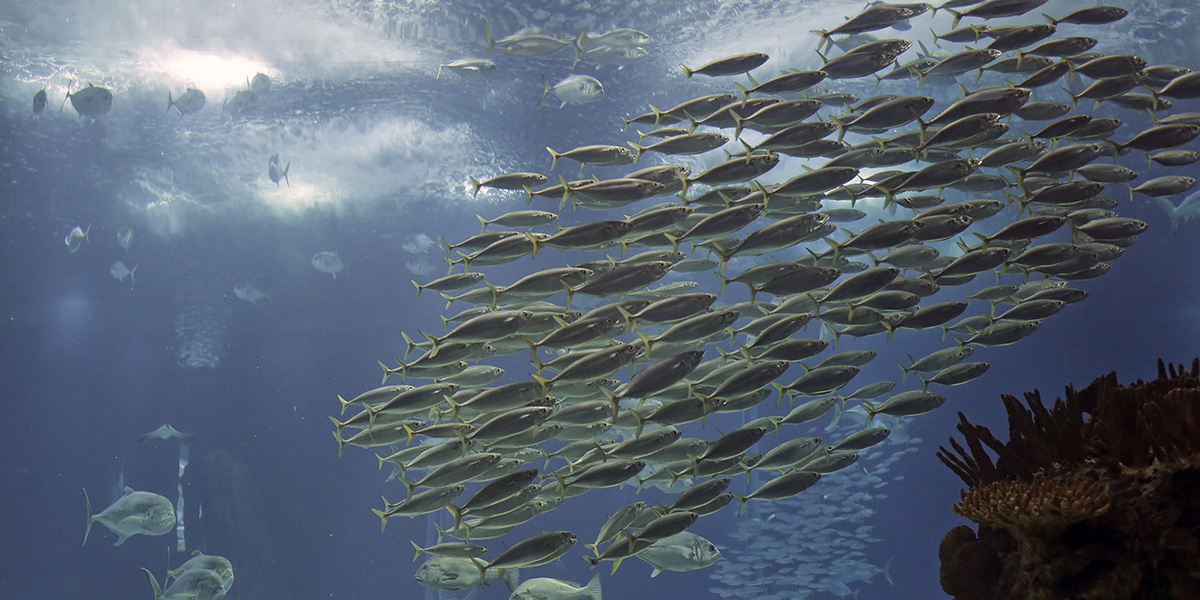Shoal of horse mackerel. Aquarium photo. Photo: Zacarias Pereira da Mata