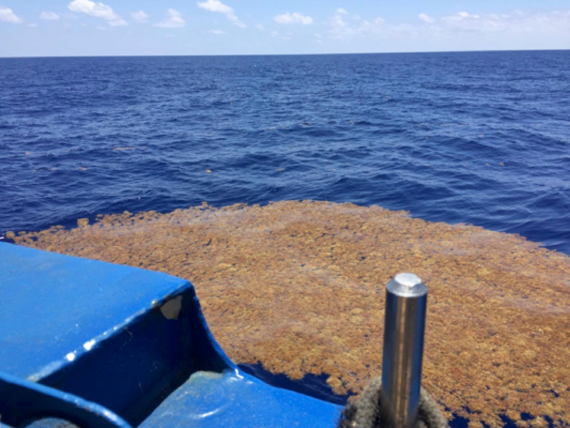 A chance encounter with the "Golden Floating Rainforest" just leaving Portuguese waters. Photo: Anna Noordeloos.