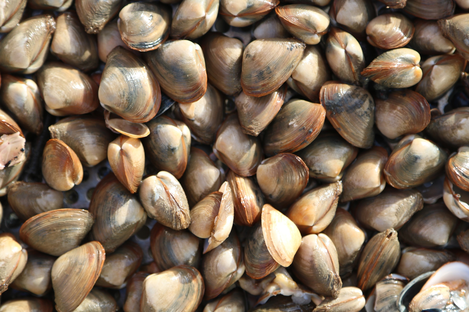 The bivalve Spisula sp., recovered with the box corer, photo: NIOZ