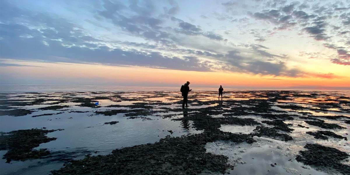 Mussel bed near the Island of Griend.