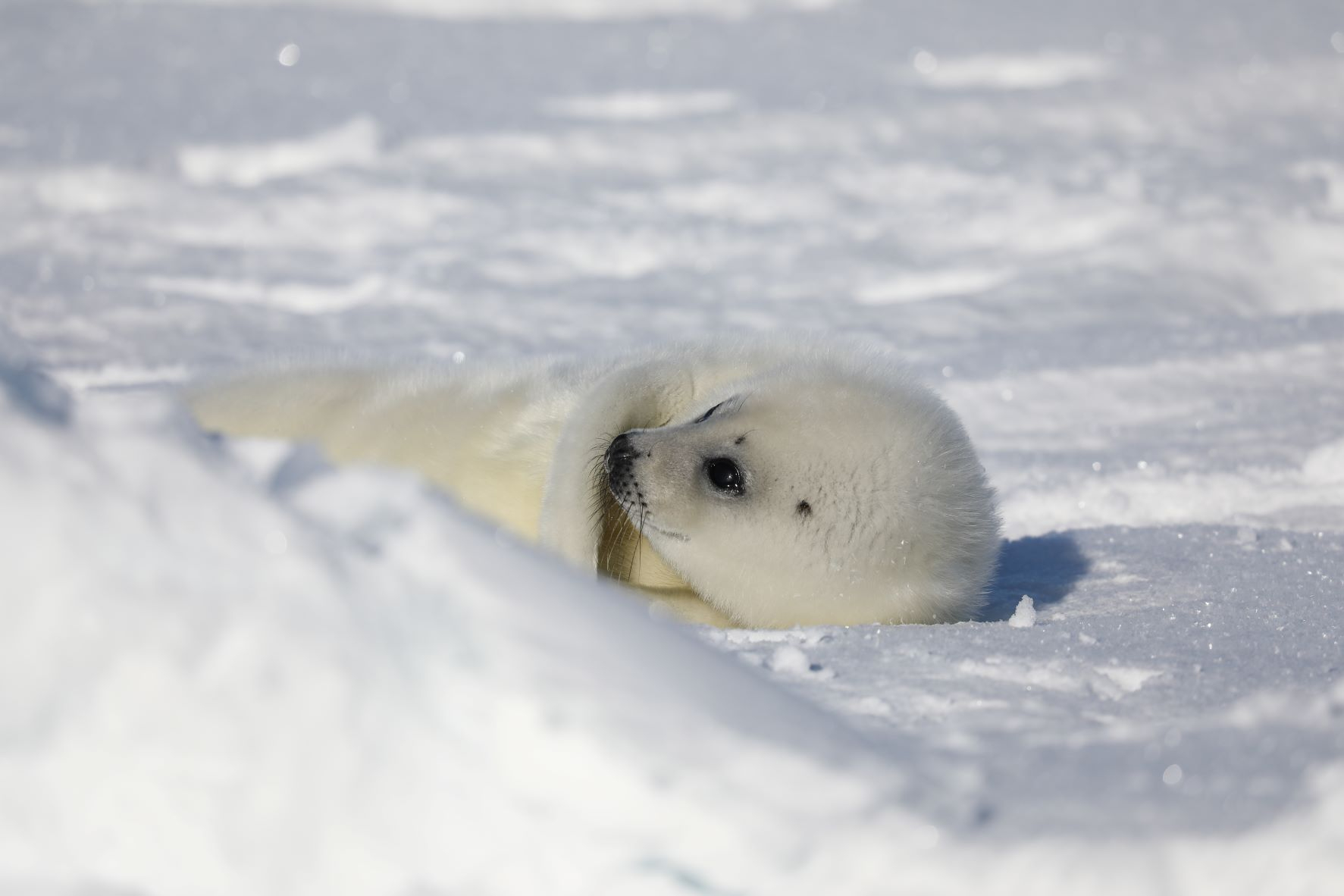 Harp seal pups were hunted extensively for their white fur. © Michael Poltermann