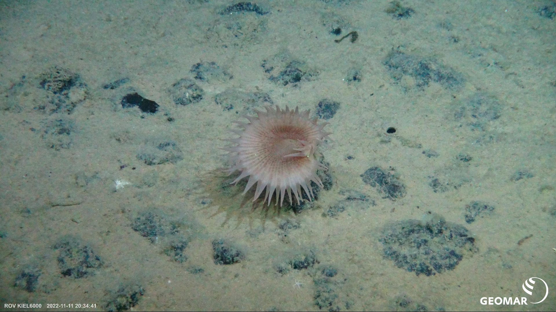 Anemone on a nodule, at 4.200 meters depth. From the blog of Sabine Gollner - see below. (photo by GEOMAR)