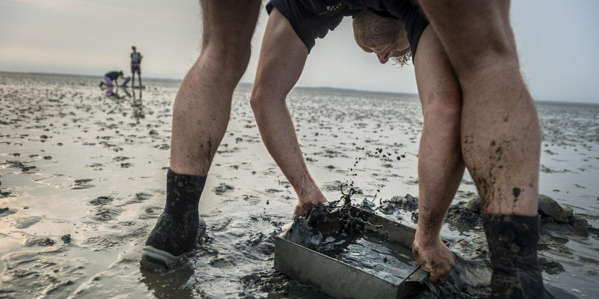 Sieving one of the nearly 5,000 soils samples taken with SIBES on the intertidal mudflats of the Dutch Wadden Sea. Credits: Kees van de Veen