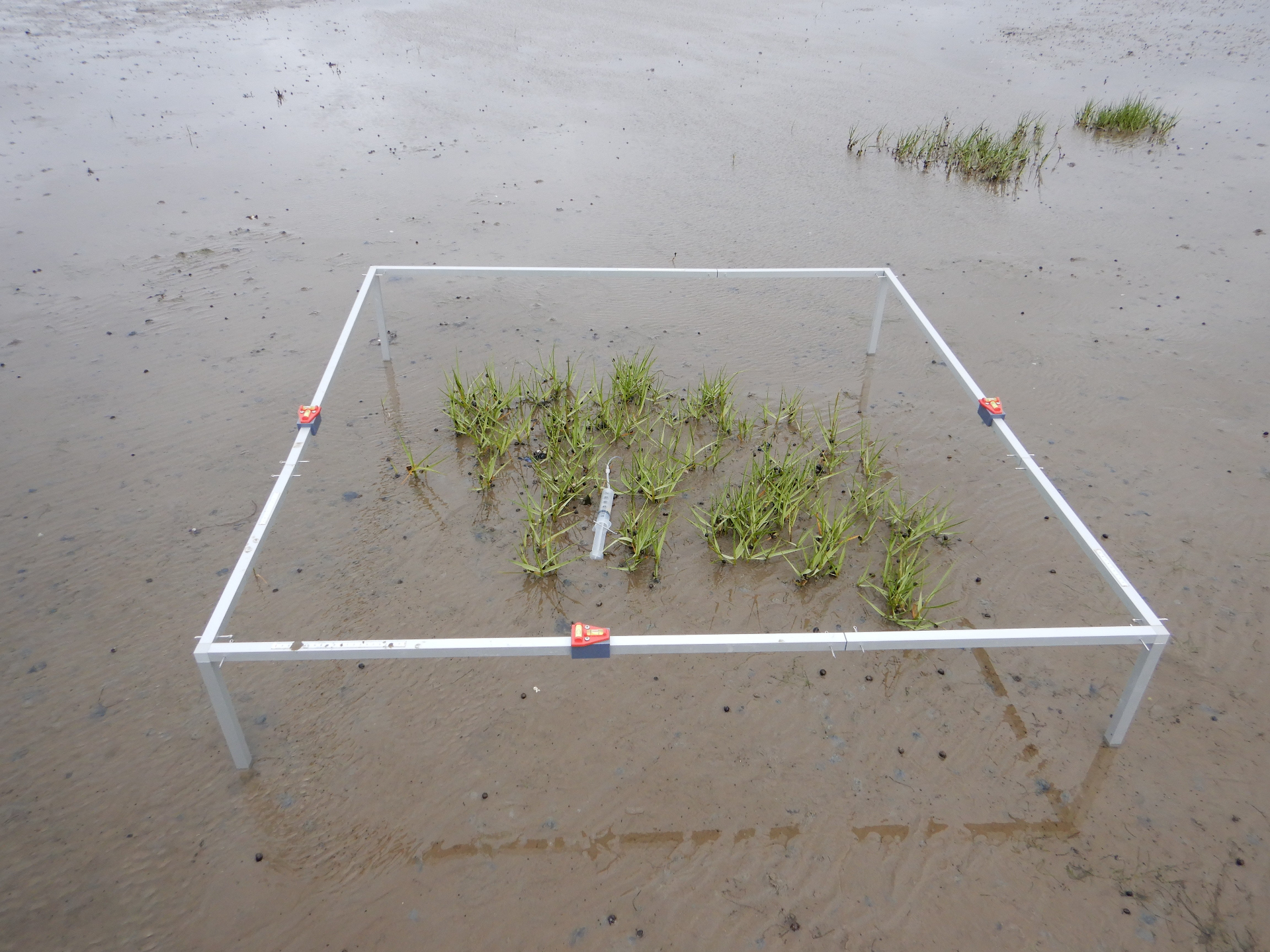 An establishing cordgrass plant in the middle of a measuring frame. The plant has several clusters of shoots. An establishing cordgrass plant in the middle of a measuring frame. The plant has several clusters of shoots.