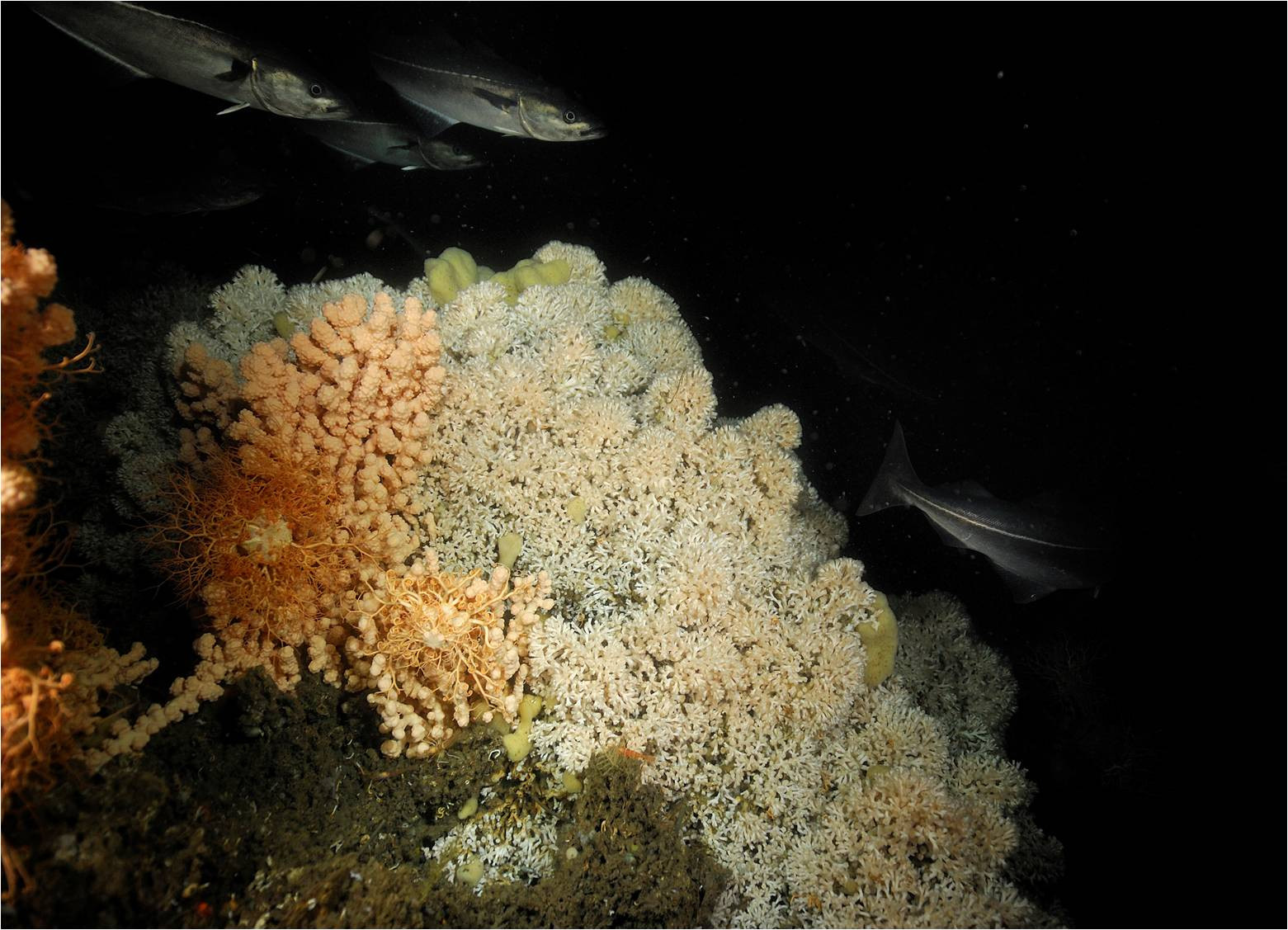 Sea cucumber roaming on mineral-rich manganese nodules, ©Ifremer