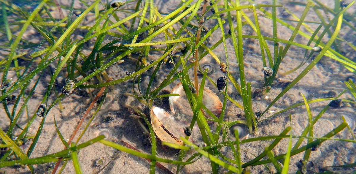 The dwarf eelgrass Zostera noltei in the Oosterschelde estuary, NL