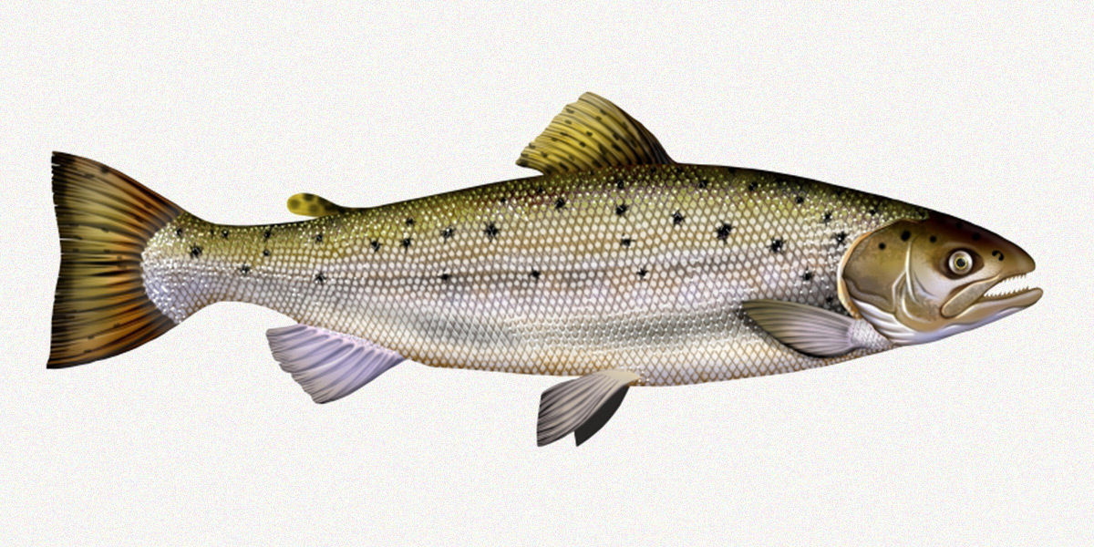 The sea trout starts its life in fresh water and lives there for four to five years. Photo: P. Dunbar