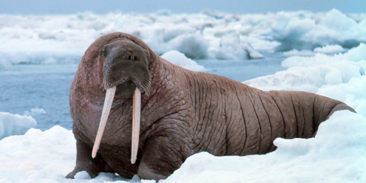 Large walrus on the ice - <i>Odobenus rosmarus divergens</i> - Photo: NOAA Budd Christman