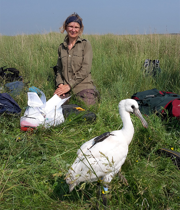 Every year, spoonbills are colour-ringed, measured and blood sampled. On the background: Petra de Goeij. Photo: Tamar Lok