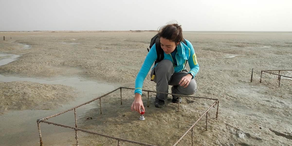 Measuring sediment properties and how they may be affected by the presence of ecosystem engineers