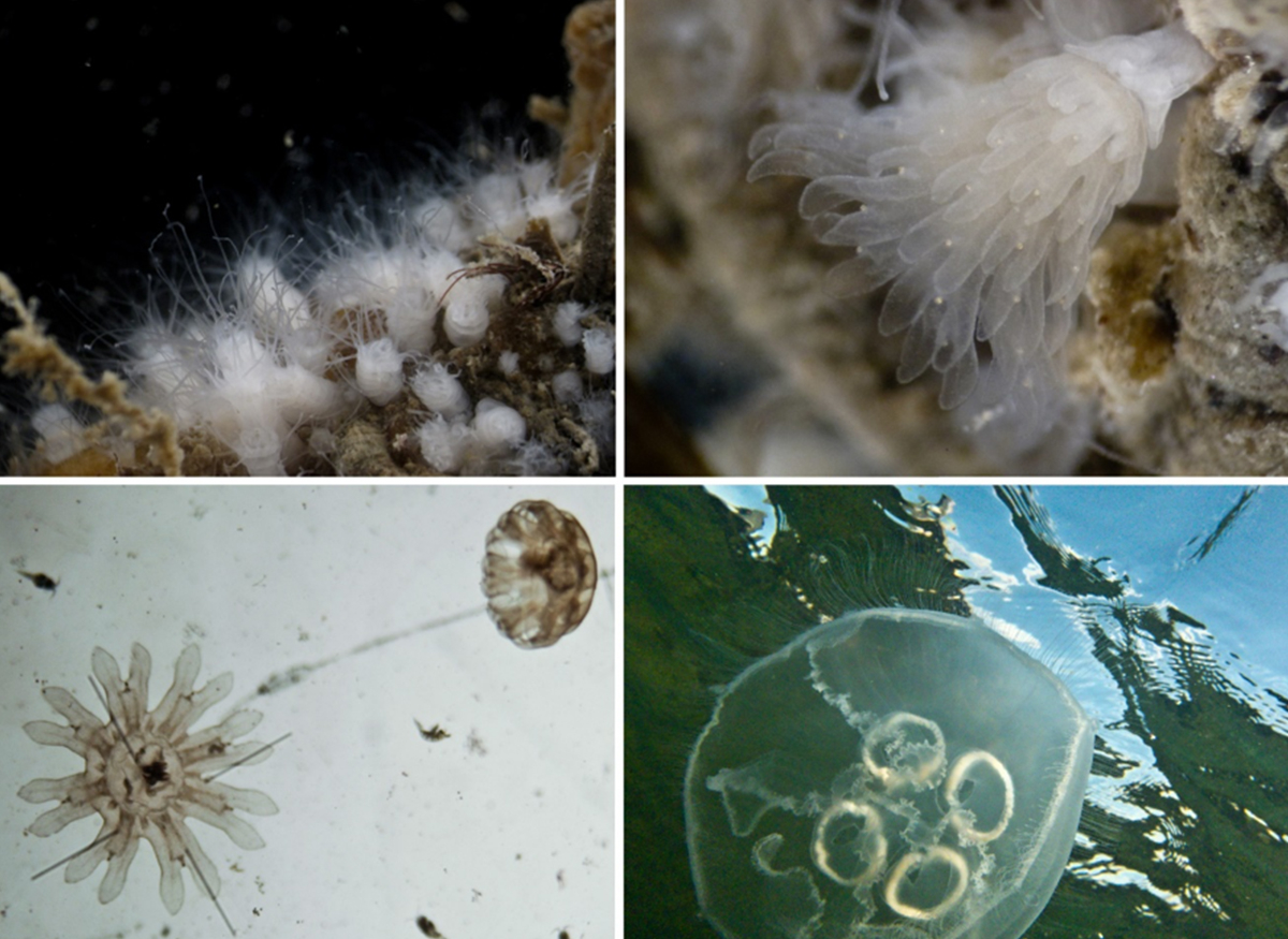 Lifecycle of the moon jellyfish. Clockwise from upper left: polyps, strobila, ephyra, adult jellyfish.