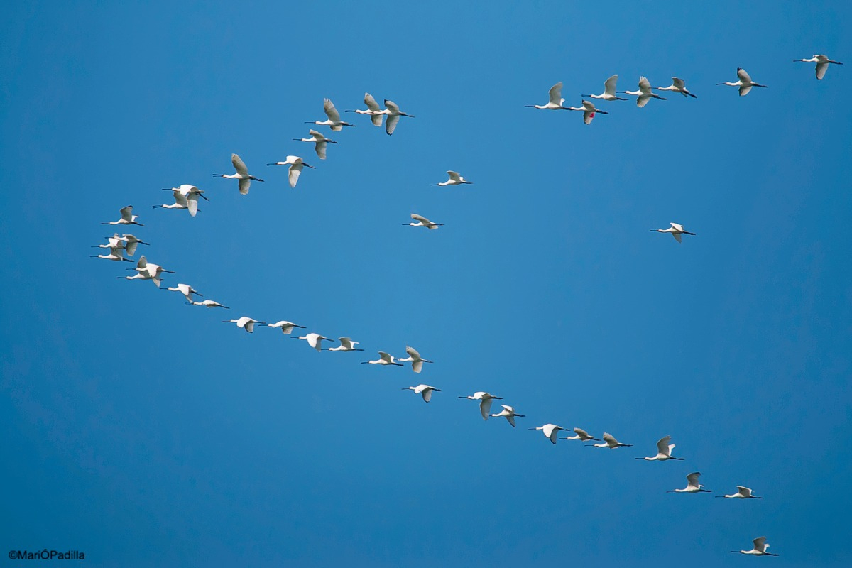 A group of spoonbills departing from the coast of Ja Landa in southern Spain to make the crossing to Africa. (Photographer: Marió Padilla)